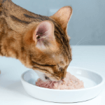 Hrana umeda pisici