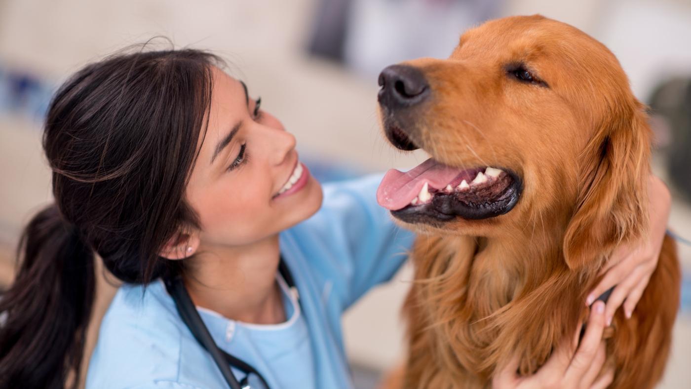 Caine sterilizat la veterinar