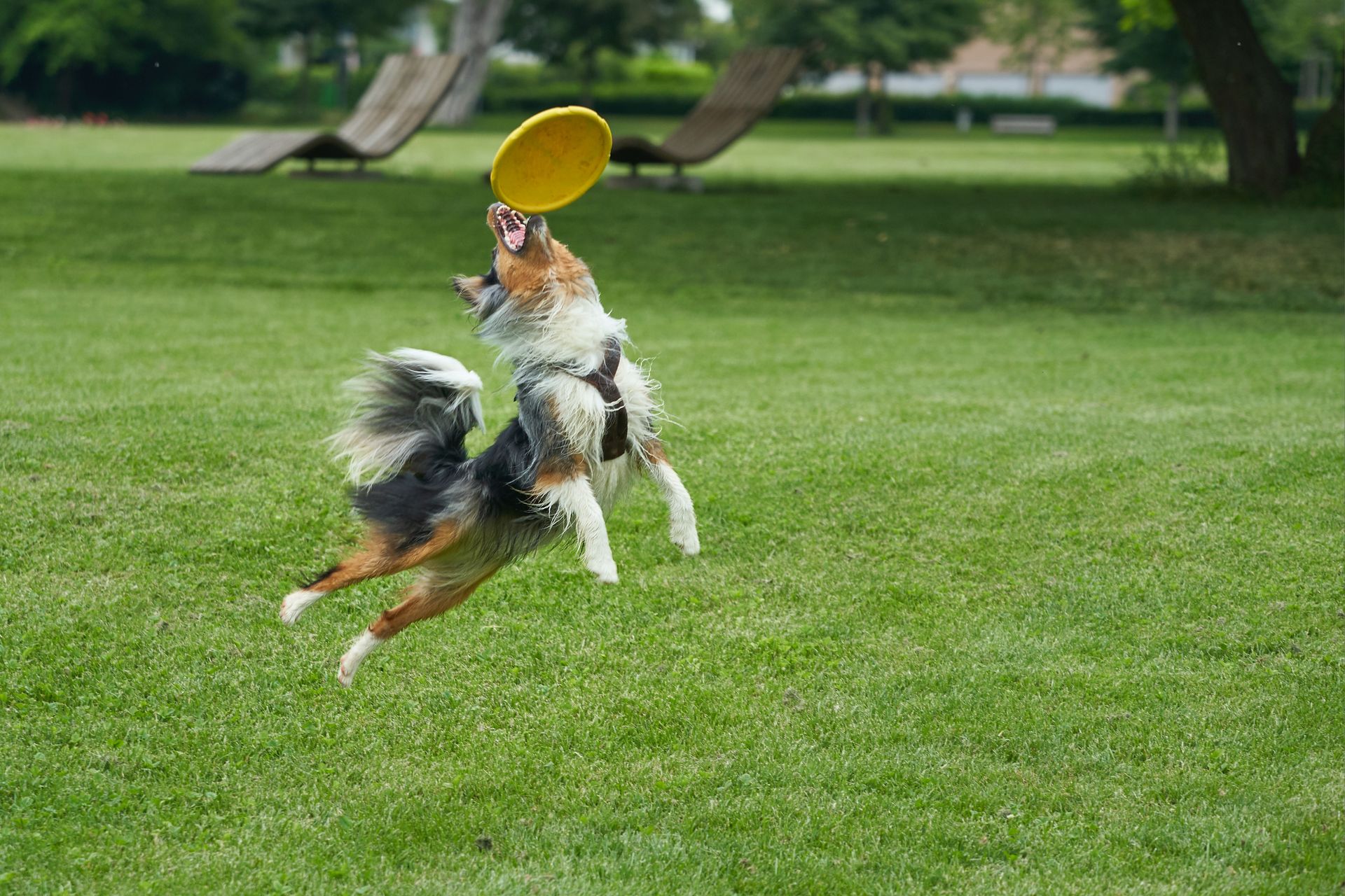 Jucarii caini disc frisbee