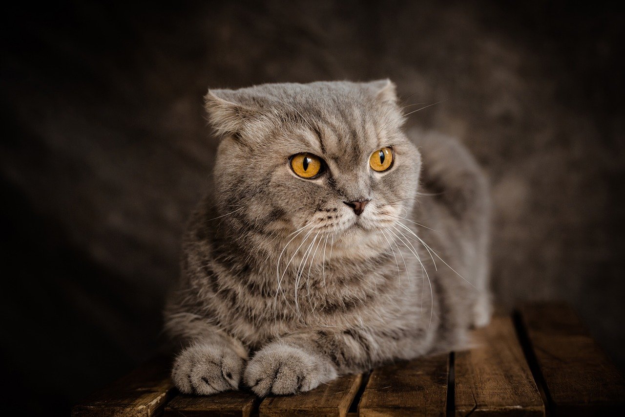 Pisica Scottish Fold adult