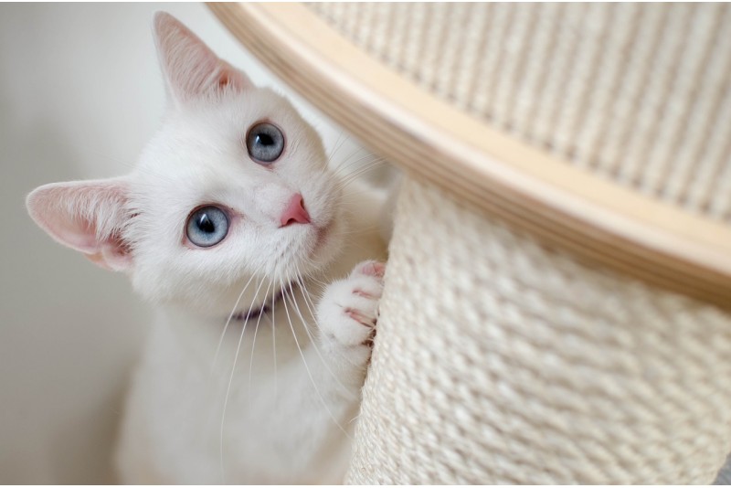 Cum se taie unghiile la pisica: afla cum să faci corect toaletarea pisicii şi cum să ai grijă de sănătatea ei