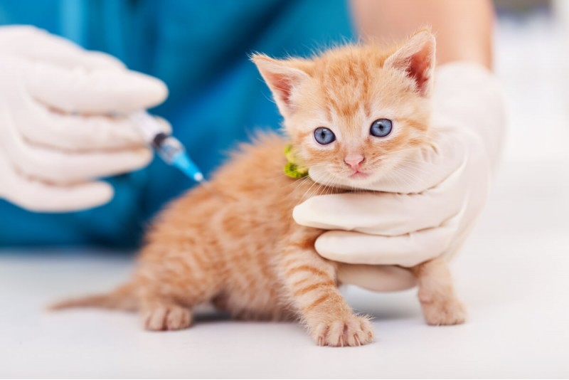 Cand se vaccineaza pisicile: ce trebuie sa stii pentru a proteja sanatatea prietenului tau necuvantator