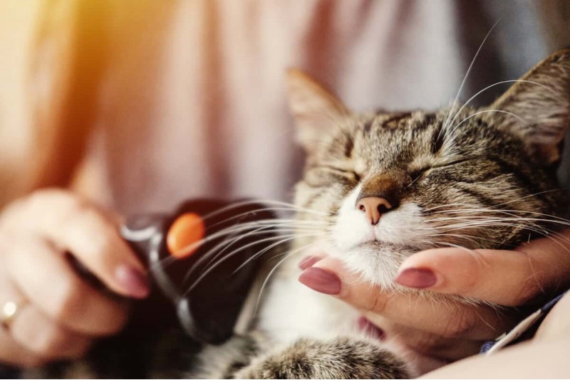 Cum se tund pisicile: secretele unei experiente de lux pentru ca ele sa se simta rasfatate