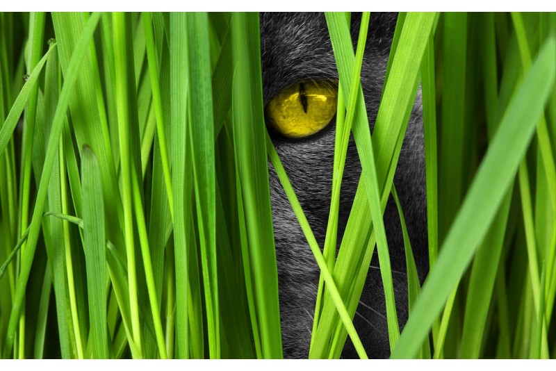 Iarba matei, beneficiile cresterii si ingrijirii acestui tip de iarba pentru pisici