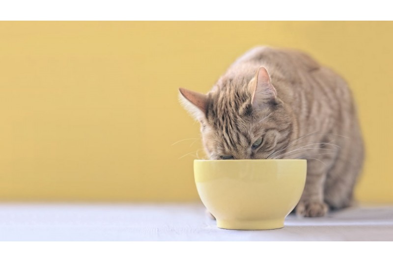 Hrănirea pisicilor: ghid complet pentru o dietă echilibrată și sănătoasă