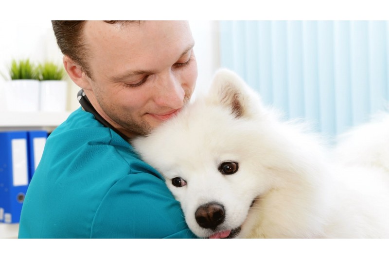 De Azi, Vizita la Medicul Veterinar Poate Deveni o Experiență Plăcută pentru Câinele Tău