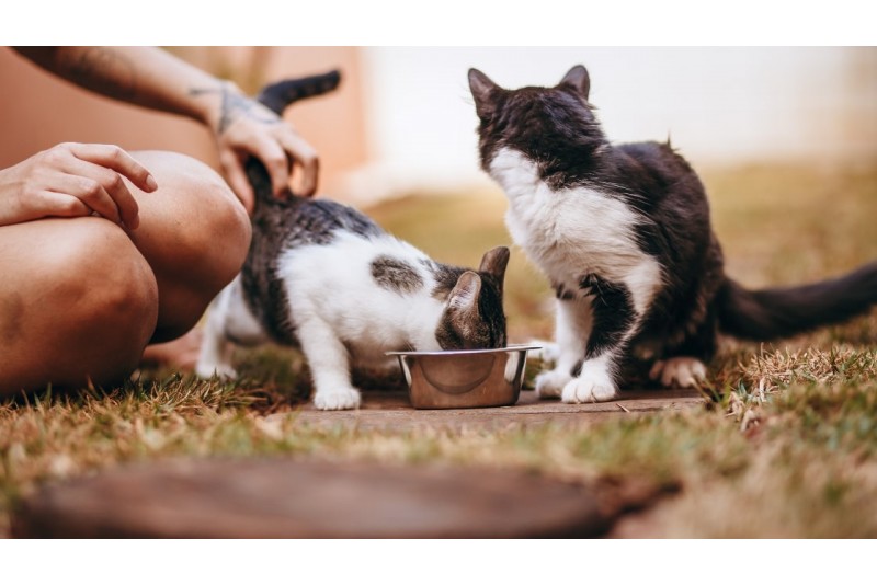 Cea Mai Bună Hrană pentru Pisici Junior: Ghid Detaliat și Recomandări