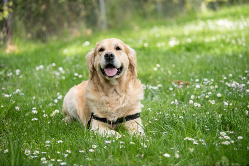 Cea Mai Bună Hrană pentru Câinii Senior: Sfaturi, Criterii și Recomandări de Top